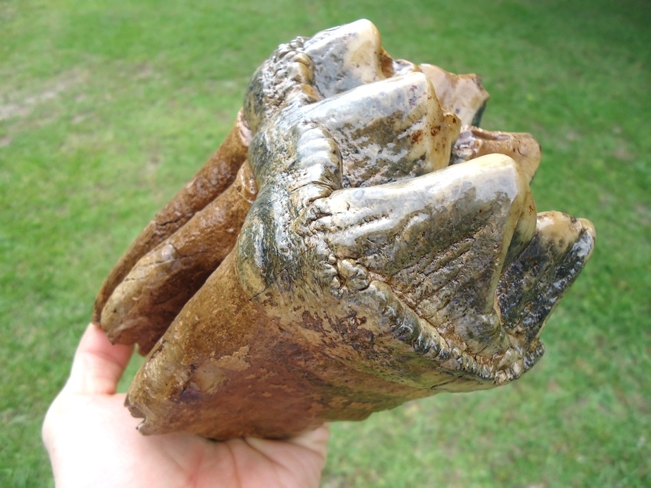 Large image 4 Museum Quality Colorful Three Hump Mastodon Tooth