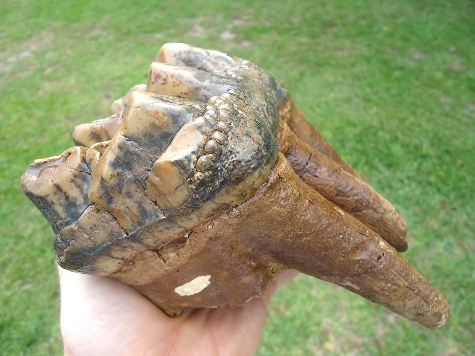 Large image 5 Museum Quality Colorful Three Hump Mastodon Tooth