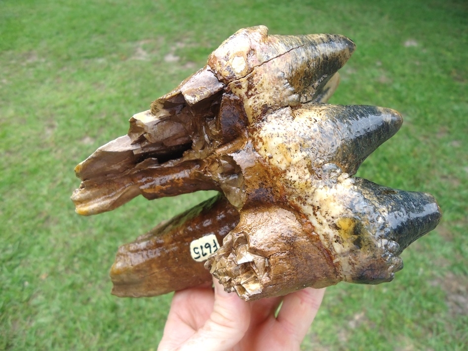Large image 6 Museum Quality Colorful Three Hump Mastodon Tooth