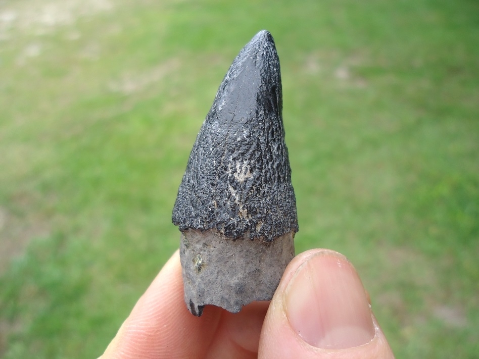 Large image 1 Very Uncommon Juvenile Sperm Whale Tooth