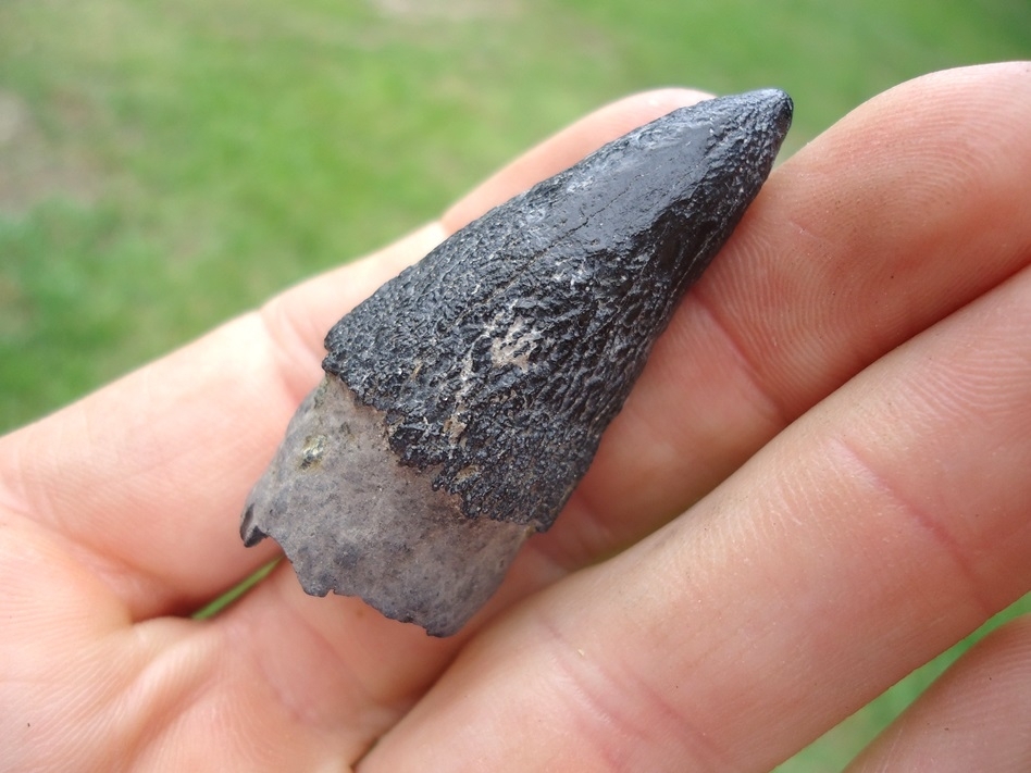 Large image 4 Very Uncommon Juvenile Sperm Whale Tooth