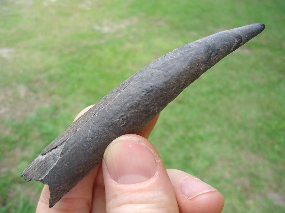 Large image 1 Quality Sperm Whale Tooth