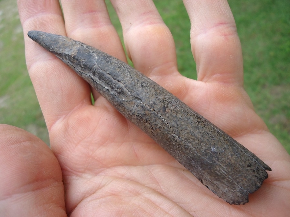 Large image 3 Quality Sperm Whale Tooth