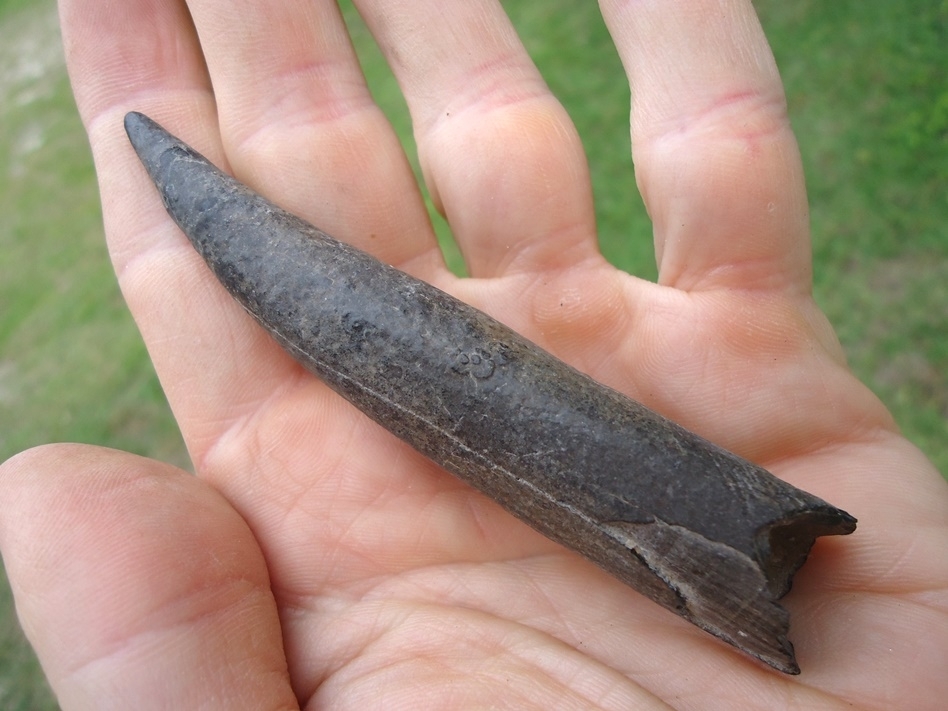 Large image 4 Quality Sperm Whale Tooth
