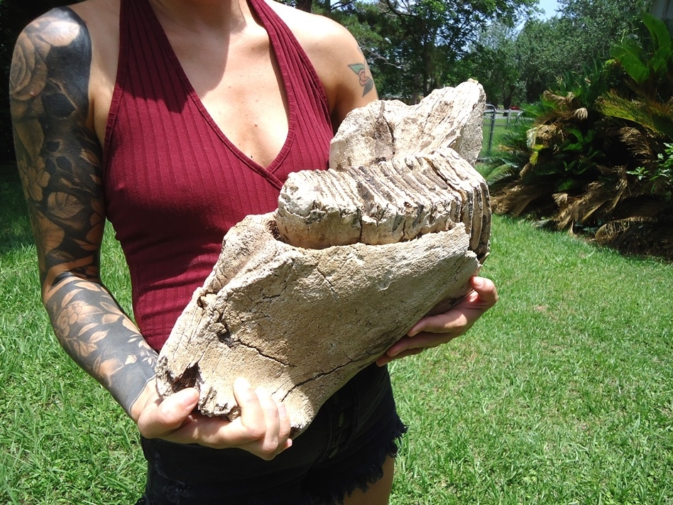 Large image 2 Awesome Mammoth Mandible