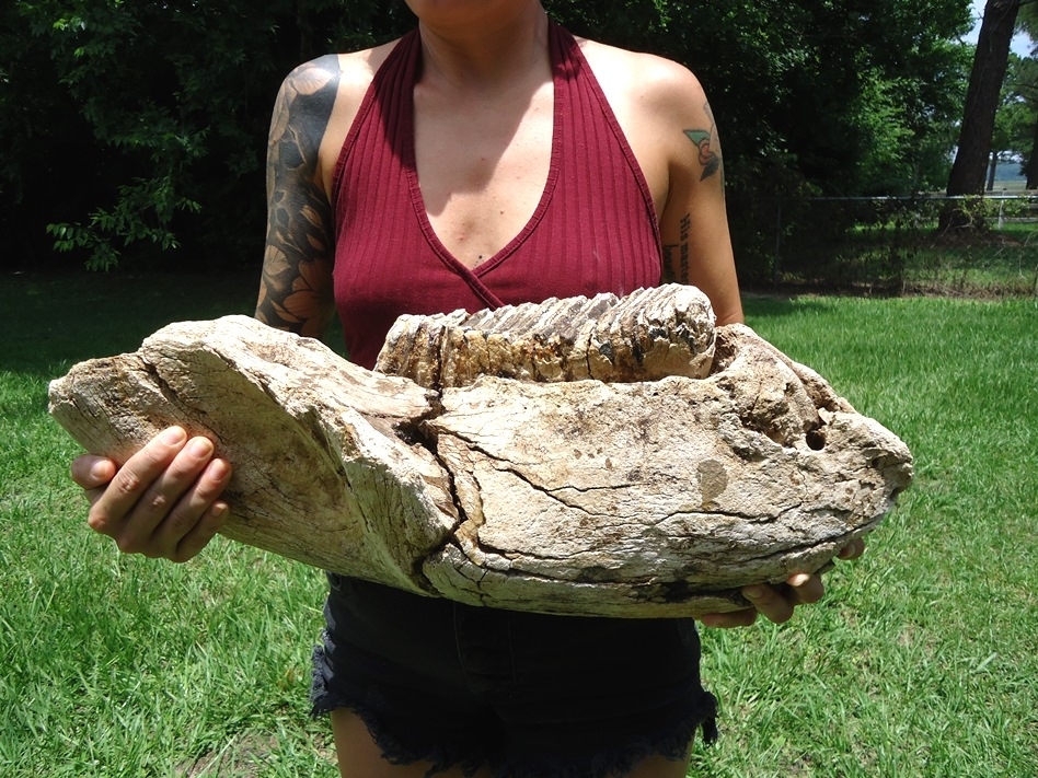 Large image 3 Awesome Mammoth Mandible