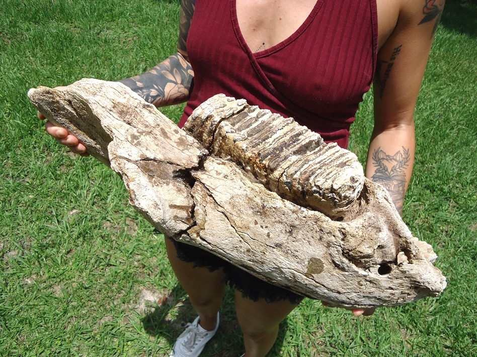 Large image 4 Awesome Mammoth Mandible