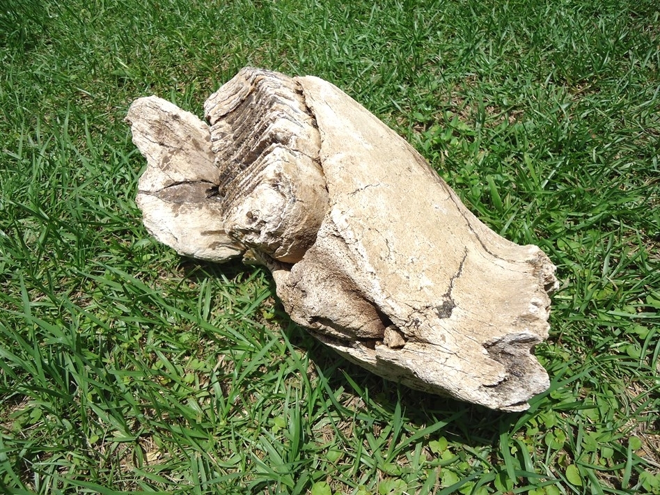 Large image 8 Awesome Mammoth Mandible