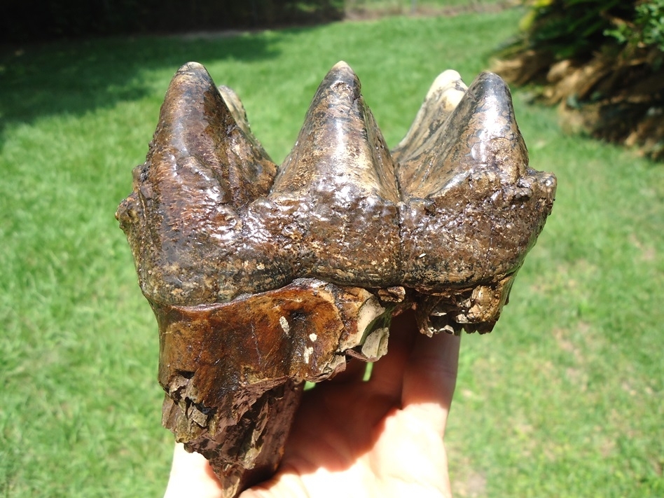 Large image 1 Colorful Extra Large Three Hump Mastodon Tooth