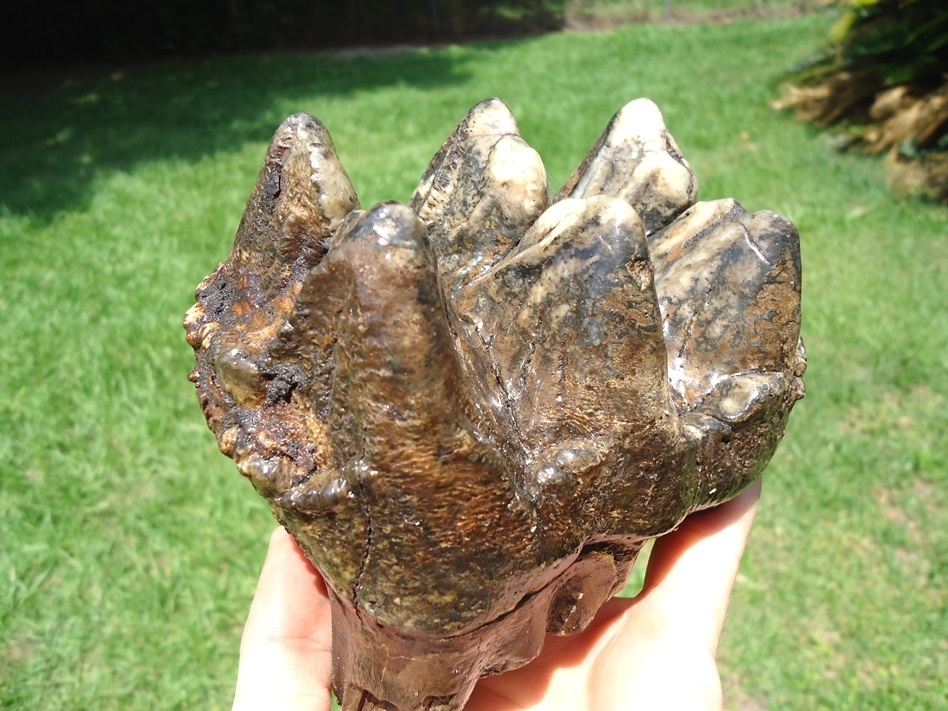 Large image 2 Colorful Extra Large Three Hump Mastodon Tooth