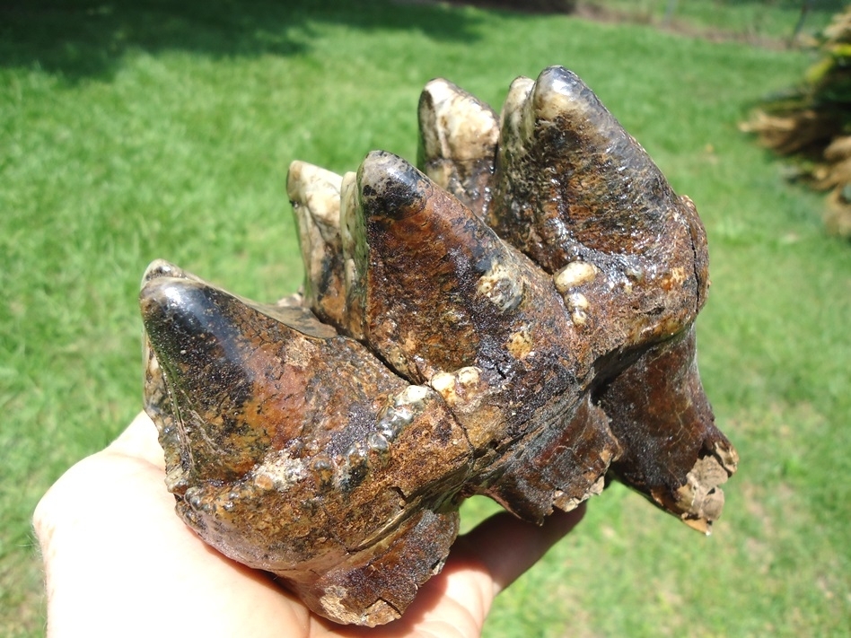 Large image 5 Colorful Extra Large Three Hump Mastodon Tooth