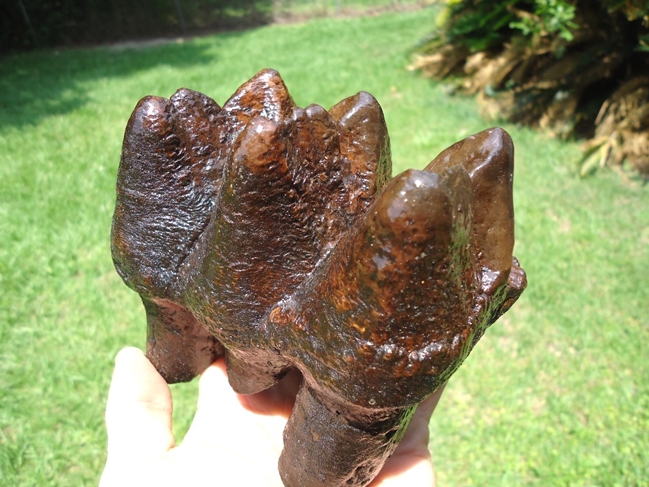 Large image 6 World Class Three Hump Mastodon Tooth