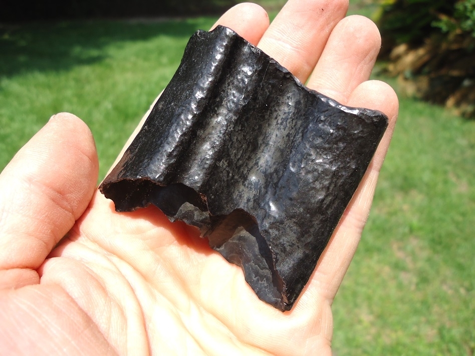 Large image 3 Massive Glossy Black Sloth Molar