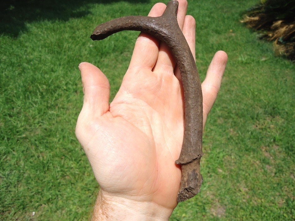 Large image 1 Awesome Fossil Deer Antler