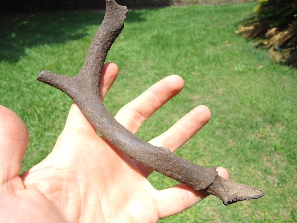 Large image 3 Awesome Fossil Deer Antler