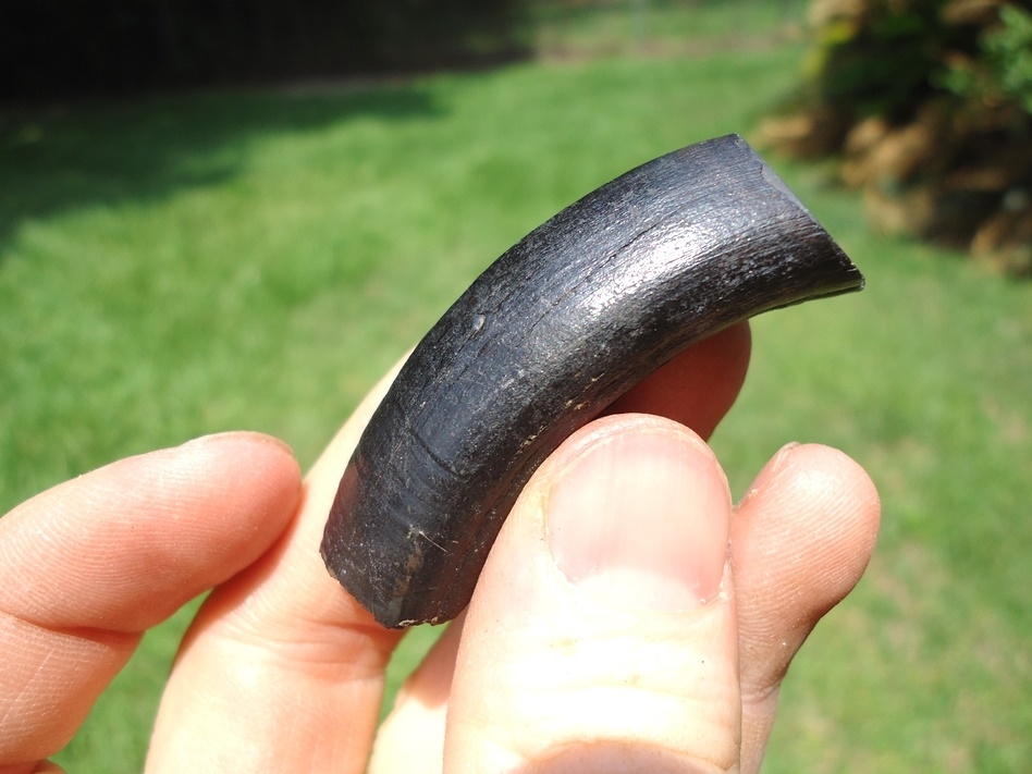 Large image 3 Top Quality Giant Beaver Molar