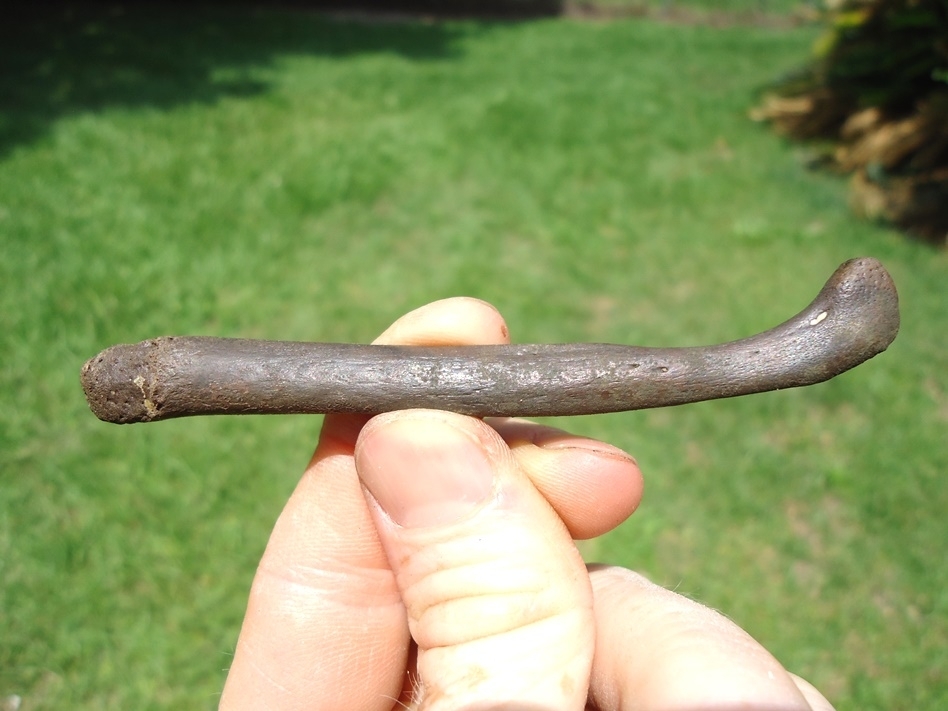 Large image 1 Exceptional Otter Baculum