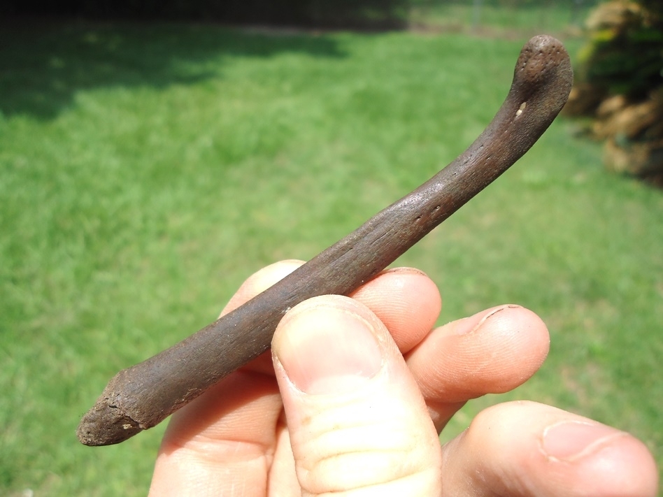 Large image 3 Exceptional Otter Baculum