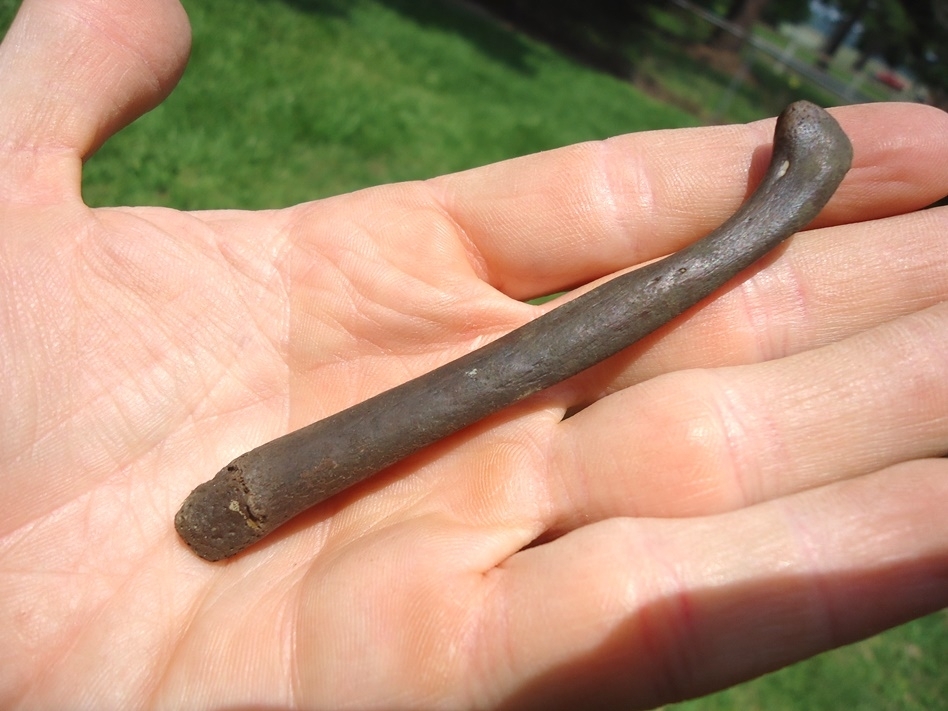 Large image 4 Exceptional Otter Baculum