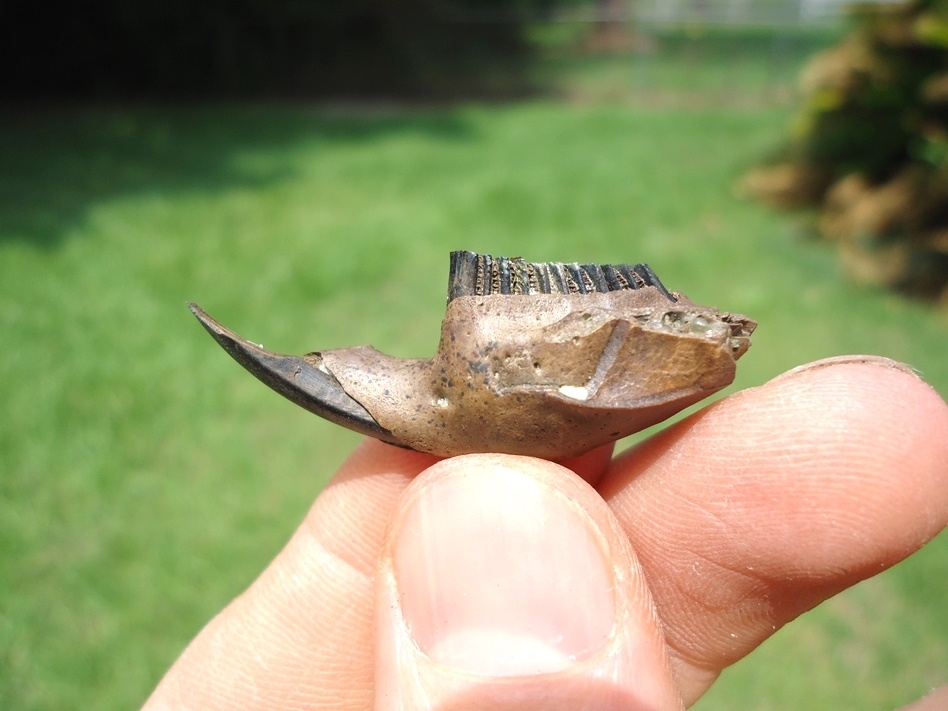 Large image 1 Nice Muskrat Mandible