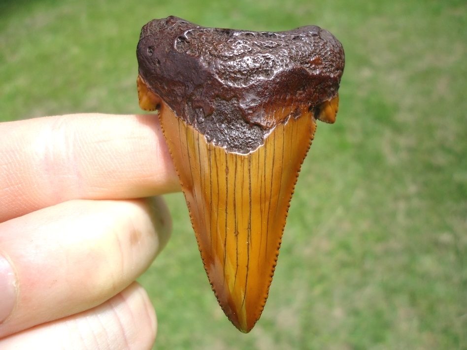 Large image 1 Atomic Orange Suwannee River Auriculatus Tooth