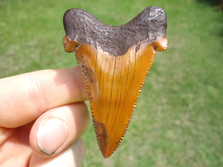 Large image 2 Atomic Orange Suwannee River Auriculatus Tooth