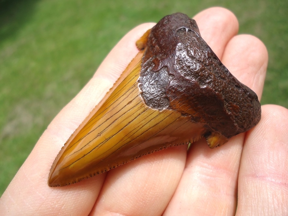 Large image 4 Atomic Orange Suwannee River Auriculatus Tooth