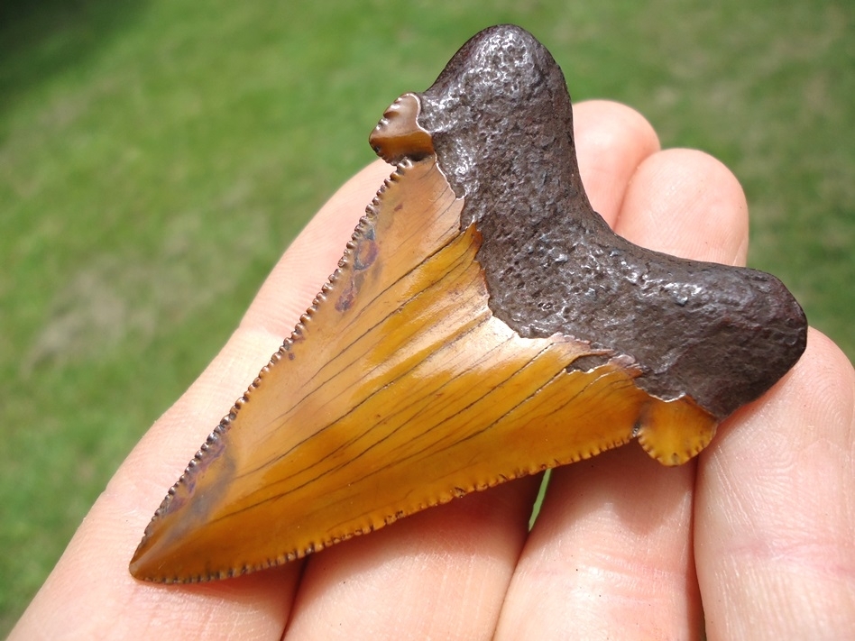 Large image 5 Atomic Orange Suwannee River Auriculatus Tooth