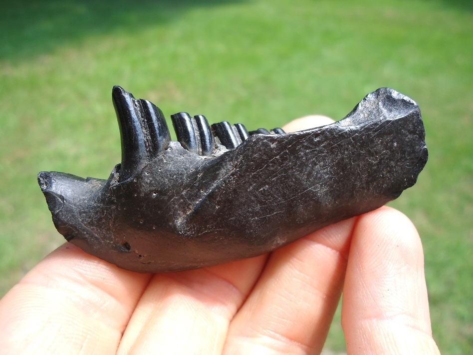 Large image 1 Awesome Glossy Black Beaver Mandible