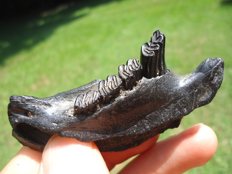 Large image 3 Awesome Glossy Black Beaver Mandible