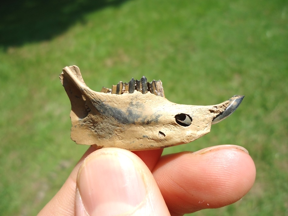 Large image 1 Choice Rabbit Mandible with Six Teeth