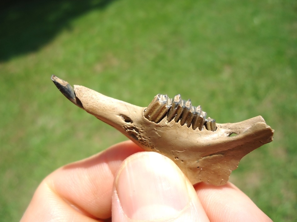 Large image 2 Choice Rabbit Mandible with Six Teeth