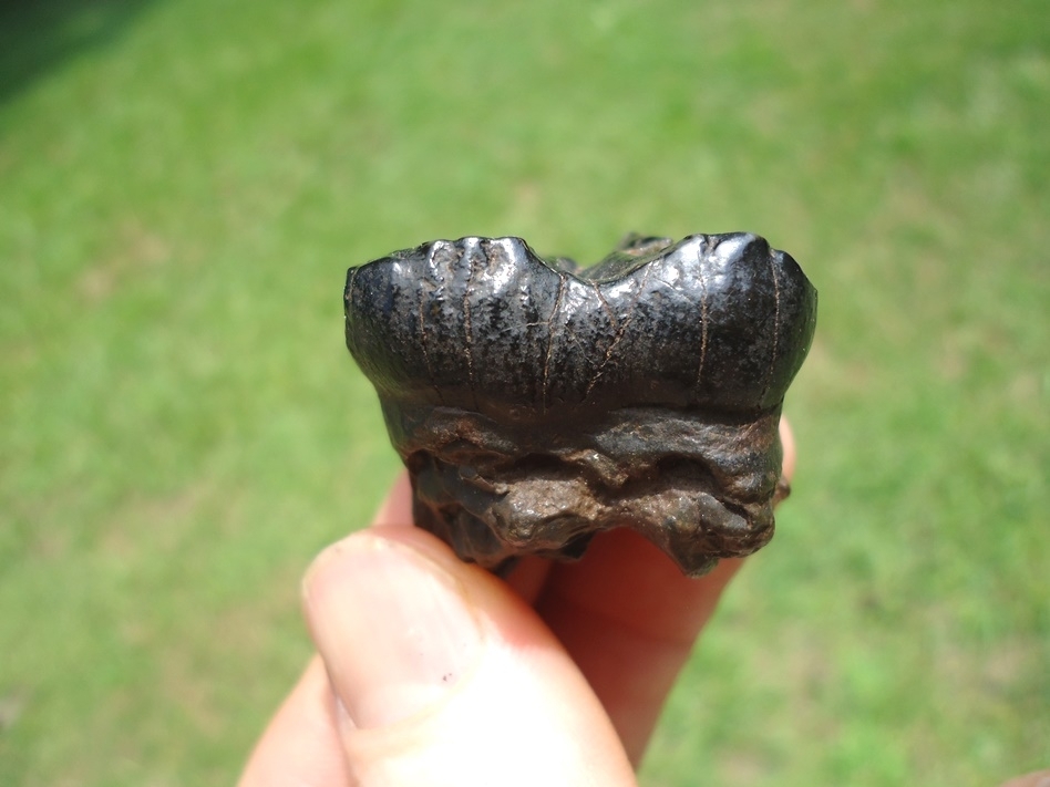 Large image 1 Affordable Juvenile Mastodon Tooth