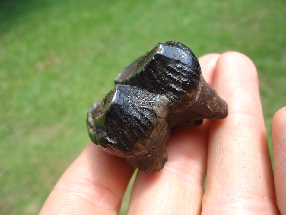 Large image 3 Affordable Juvenile Mastodon Tooth