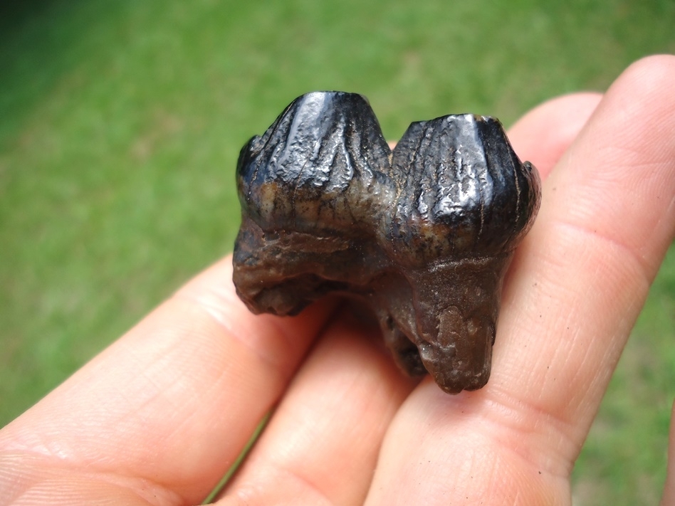 Large image 6 Affordable Juvenile Mastodon Tooth