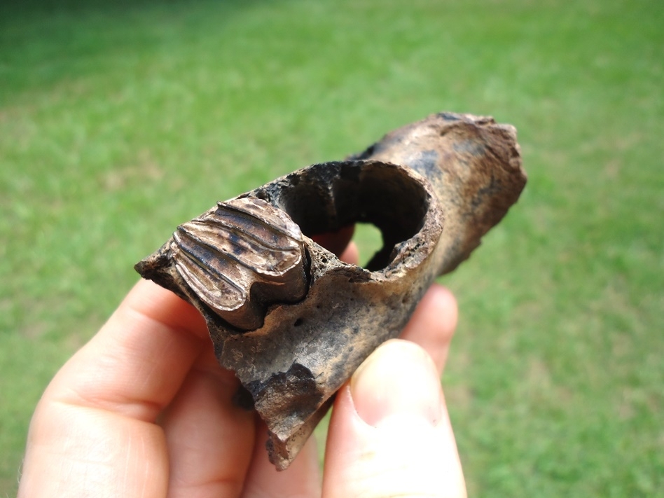 Large image 2 Uncommon Section of Giant Beaver Mandible with One Molar