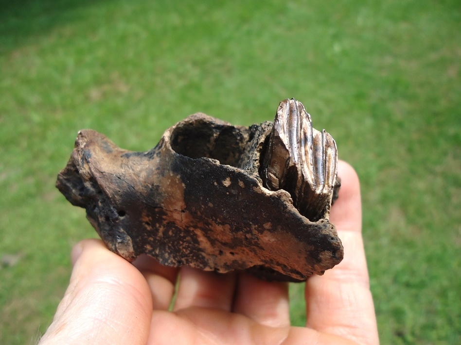 Large image 3 Uncommon Section of Giant Beaver Mandible with One Molar