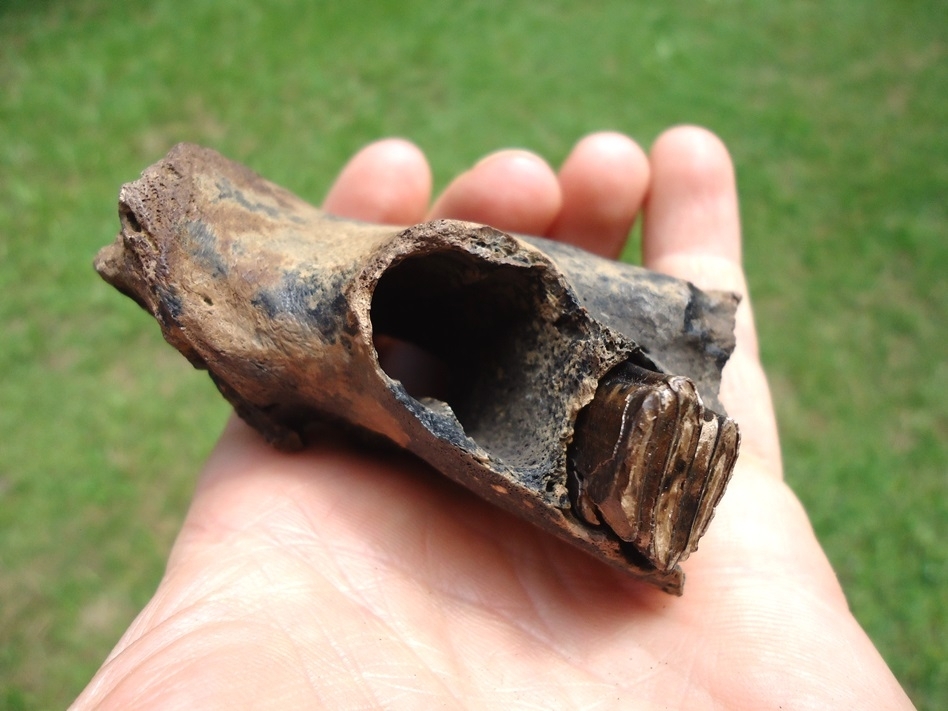 Large image 4 Uncommon Section of Giant Beaver Mandible with One Molar