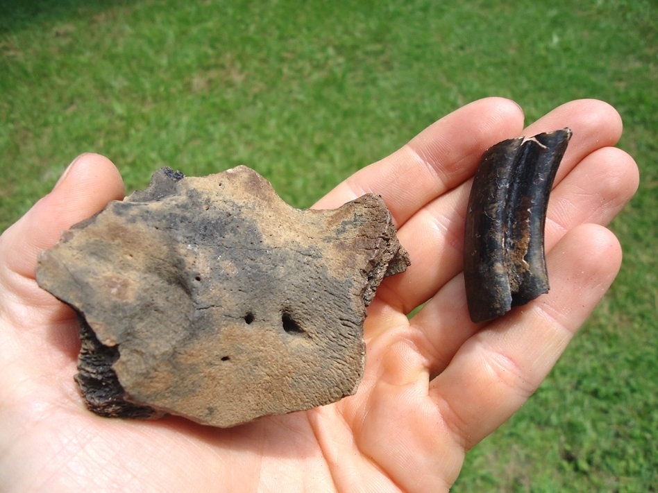 Large image 7 Uncommon Section of Giant Beaver Mandible with One Molar