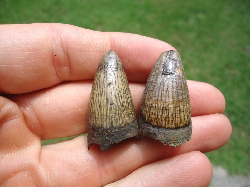 Large image 1 Two Beautifully Colorful Alligator Teeth