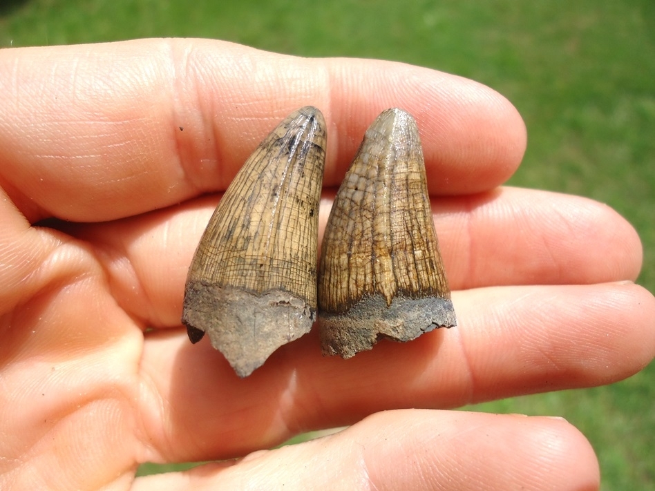 Large image 2 Two Beautifully Colorful Alligator Teeth