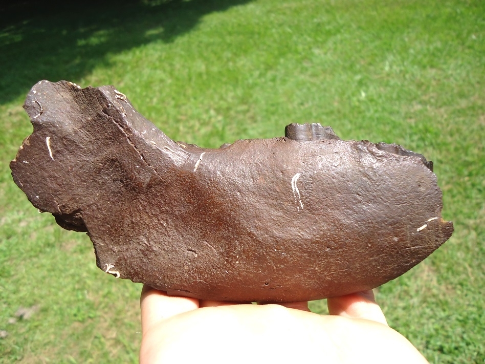 Large image 1 Incredible Giant Armadillo Mandible