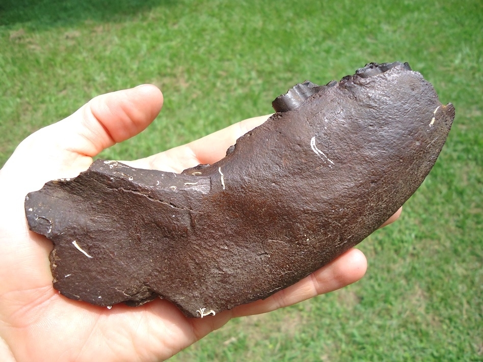 Large image 4 Incredible Giant Armadillo Mandible