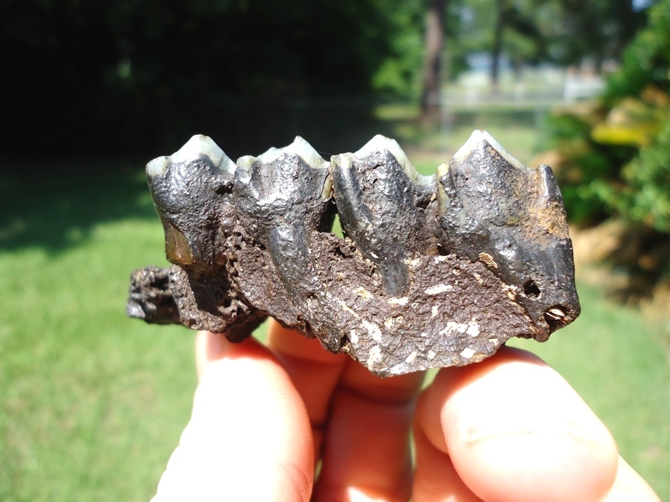 Large image 1 Nice Section of Llama Maxilla with Two Teeth