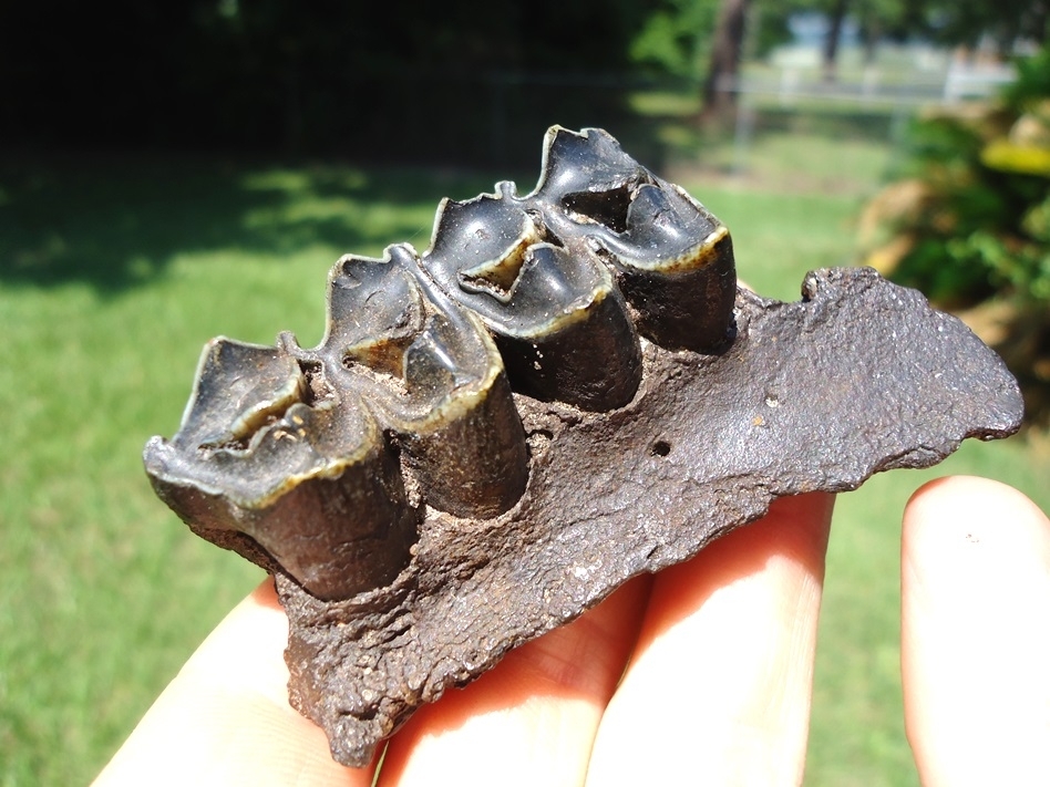 Large image 3 Nice Section of Llama Maxilla with Two Teeth