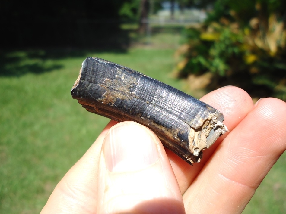 Large image 2 High Quality Giant Beaver Molar