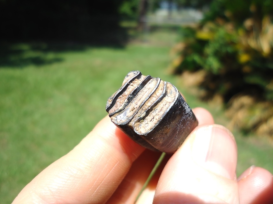 Large image 4 High Quality Giant Beaver Molar