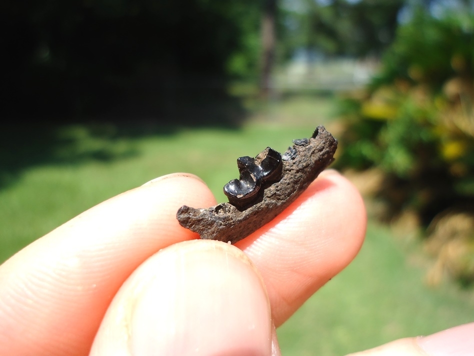 Large image 2 Uncommon American Mink Mandible