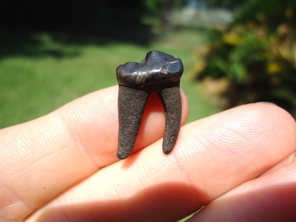 Large image 1 Uncommon Dire Wolf Lower Molar