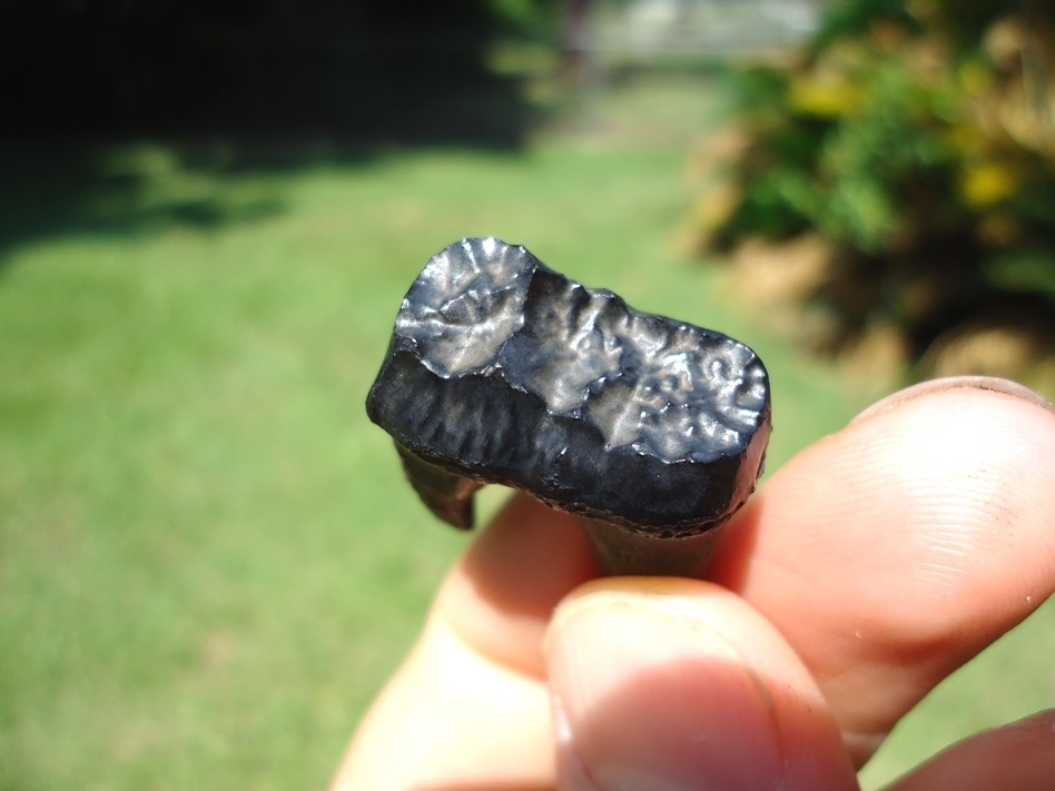 Large image 2 Choice Spectacled Bear Molar